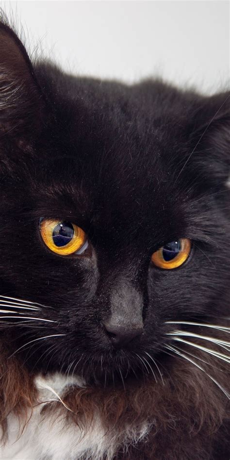 Black Cat Yellow Eyes Pet Confident 1080x2160 Wallpaper Cats