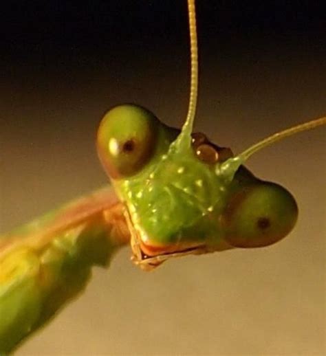 Idea By Delores Eve Bushong On Praying Mantis Praying Mantis Cool