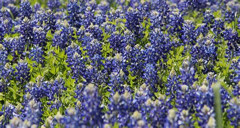 This flower was adopted by the state as the state flower in 1901, and since, it has been a favorite for people in the lone star state. Texas State Flower - The Bluebonnet - ProFlowers Blog