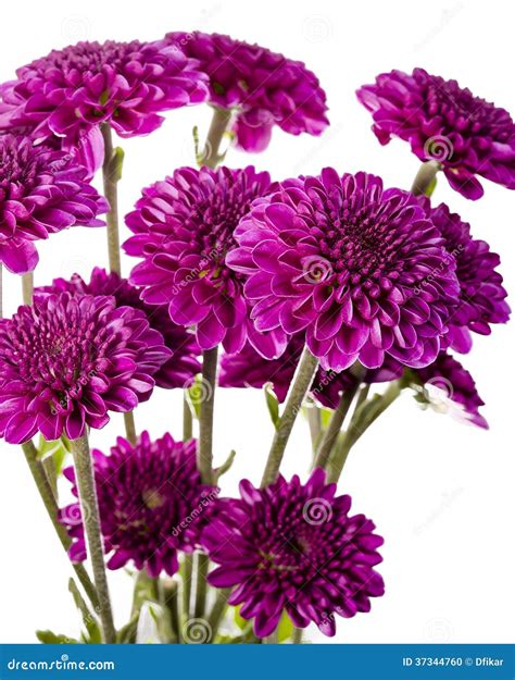 Bouquet Of Purple Chrysanthemums Stock Photo Image Of Chrysanthemums