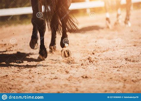 A Bay Horse Gallops Through The Outdoor Arena Its Shod Hooves Treading
