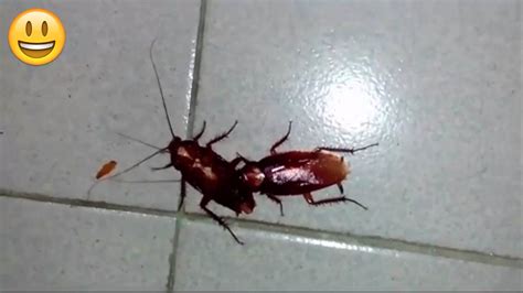 love of cockroach with dance youtube