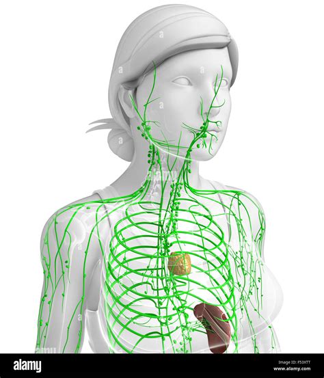 Illustration Of Female Body Lymphatic System Stock Photo Alamy