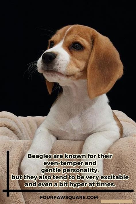 Beagle Dog Breeds Information And Facts With Pictures Photos