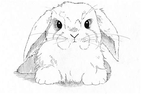 Lop Eared Bunny Drawing By Callan Rogers Grazado