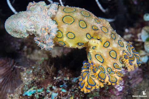 Blue Ringed Octopus Facts And Photos Brent Durand Underwater
