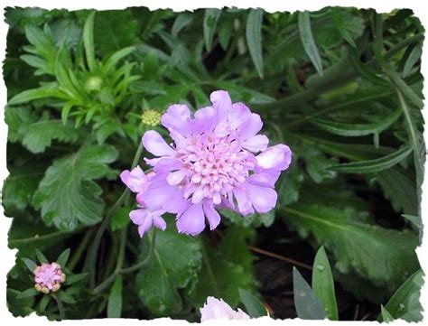 Purple Scabiosa Pincushion Flower Picture