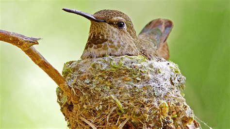 Bird Nest ‘bird Nesting Offers Divorcing Parents A Means Of Transition