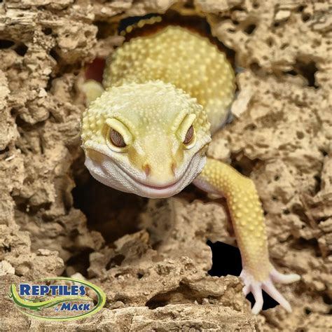 Leopard Gecko Care Sheet Reptiles By Mack