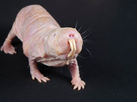 Naked Mole Rats Speak In Dialects Unique To Their Colonies Smart News Smithsonian Magazine