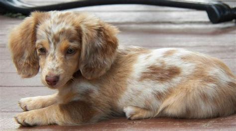 This Miniature Long Haired Dachshund Puppy Decided To Lay On The Laptop