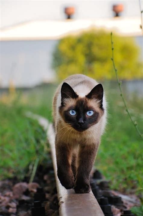 Popular Siamese Cat Names British Shorthair