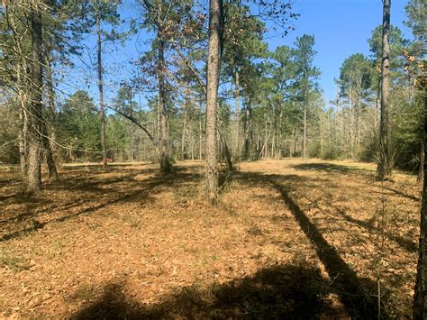 50 Acres Hunting Timber Land For Sale East Feliciana Parish