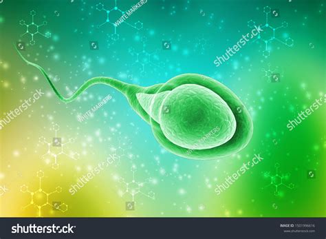 3d Illustration Human Sperm Cell 스톡 일러스트 1501996616 Shutterstock