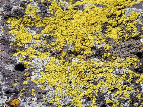 Multi Color And Types Crustose Lichen Or Algae On A Desert Sandstone