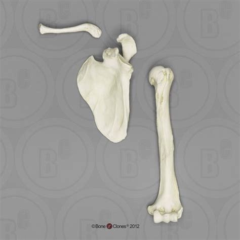 Gorilla Humerus Scapula And Clavicle Set Bone Clones Inc Osteological Reproductions