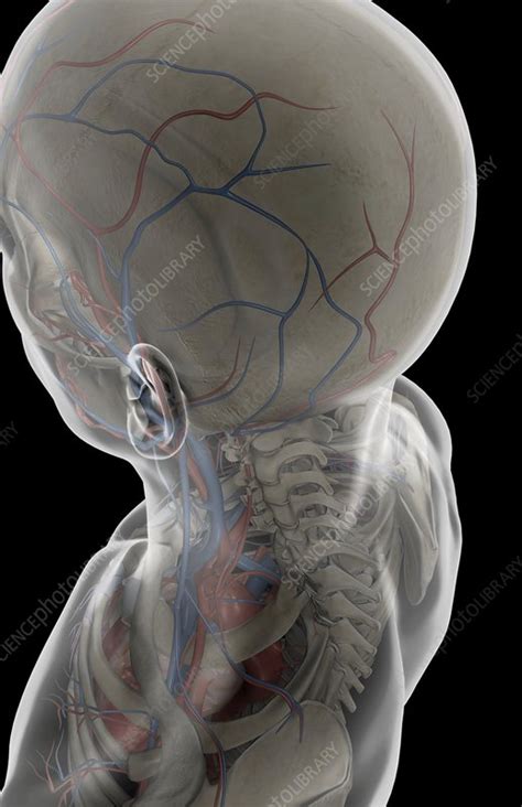 The head and neck receives the majority of its blood supply through the carotid and vertebral arteries. The blood vessels of the neck and head - Stock Image - C008/0952 - Science Photo Library