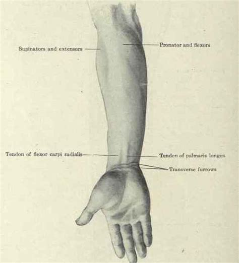 Surface Anatomy Of The Forearm