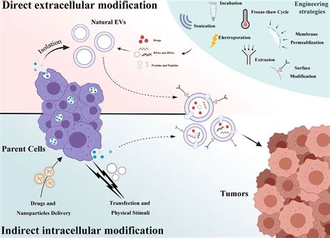 Frontiers Extracellular Vesicles An Emerging Nanoplatform For Cancer
