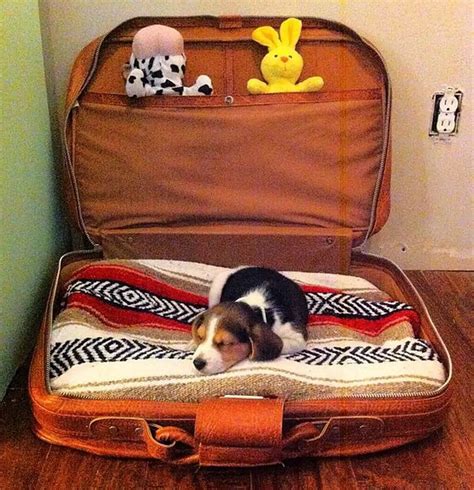 How To Turn A Suitcase Into A Pet Bed Diy Projects For Everyone