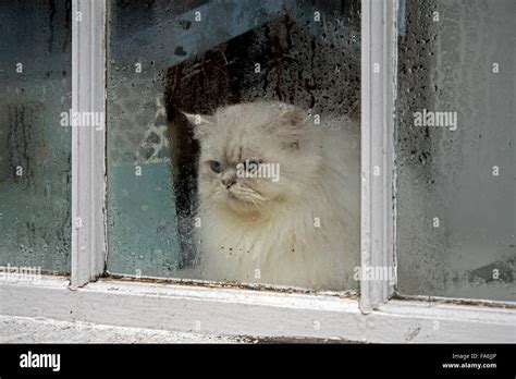 Sad Cat Looking Out Window