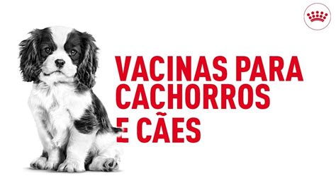 Guia De Vacinação De Cachorros Royal Canin® Royal Canin Pt