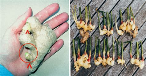 Sow seeds 6mm deep and 20cm apart. How To Grow An Endless Supply of Ginger Indoors Using ...