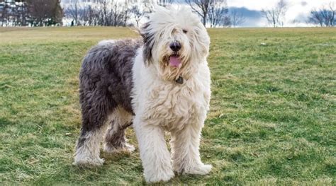 Old English Sheepdog Breed Information Facts Traits And More