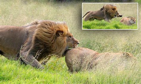 Cheeky Lion Gives Lioness A Bite On The Rear As Part Of Its Mating Ritual Daily Mail Online