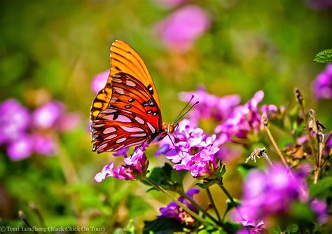 Flowers Butterflies Love