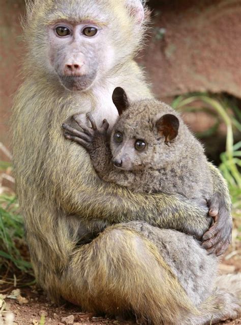 These Adorable Interspecies Families Will Leave Your Heart