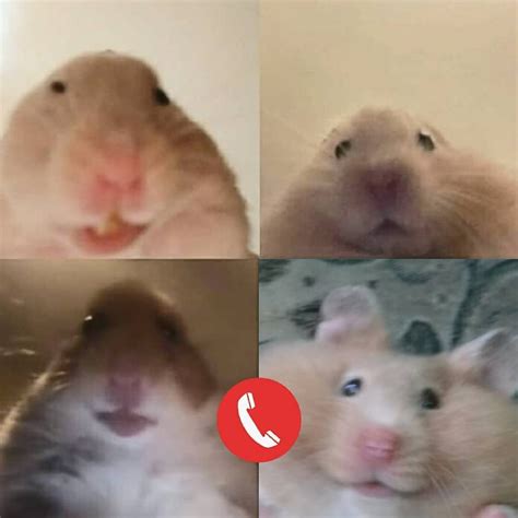 Imagens De Hamster Meme You Can Take Any Video Trim The Best Part Combine With Other Videos