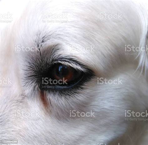 White Dog Eye Stock Photo Download Image Now Animal Animal Body