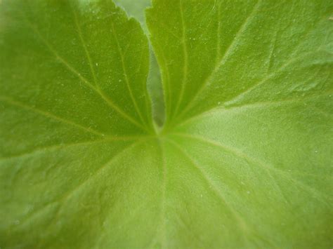 Free Photo Green Leaf Texture Close Up Closeup Fresh Free