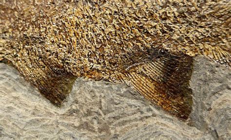 Wonderful Paramblypterus Fish Fossil Permian Period