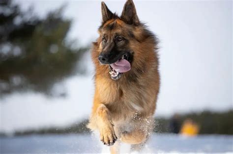 Why Does The German Shepherd Love Snow Trainyourgsd