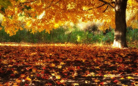 Fall Scenery Wallpapers ·① Wallpapertag