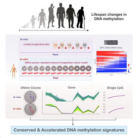 Human Aging Dna Methylation Signatures Are Conserved But Accelerated In