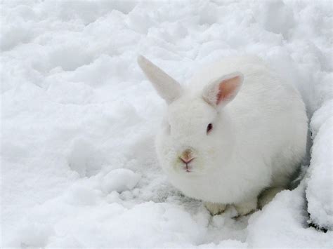 Wallpaper Hare White Rabbit Snow 1920x1200 Hd Picture Image