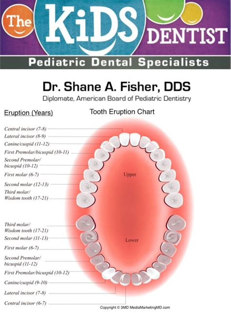 Permanent Tooth Eruption In Children The Kids Dentist