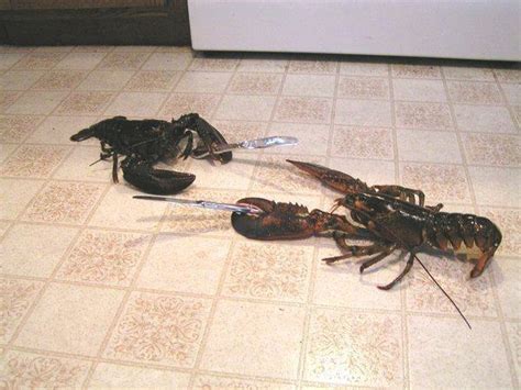 Roumenův Rouming Zábavné A Zajímavé Obrázky Lobster Fight