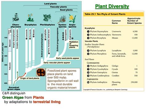 Ppt Plant Diversity Powerpoint Presentation Free Download Id340210