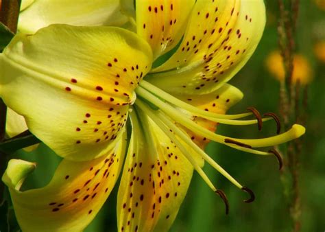Yellow Lilies 🌼 🌟 The Bright Stars Of The Summer Garden