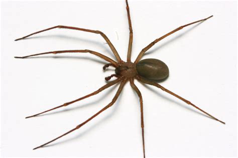 These guys love to live in barns, porches, attics, basements, closets and woodpiles. What does a Brown Recluse spider look like? - identify ...
