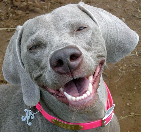 Es un caso, un today, @bayz tv facetimes smile dog at 3 am with his dog. Happy smile dog - Chan4Chan