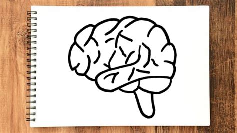 How To Draw Human Brain Step By Step Easy Way For Beginners Creative