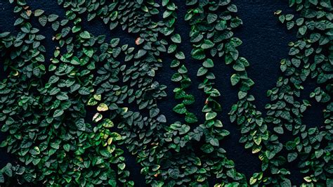 Download Wallpaper 3840x2160 Leaves Wall Green 4k Uhd 169 Hd Background