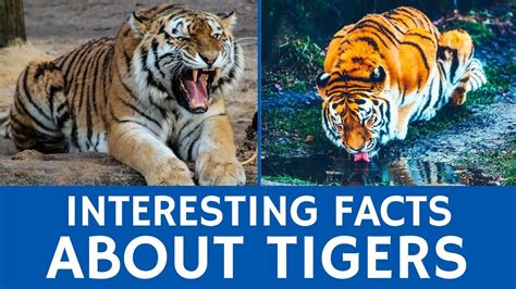 All About Tigers Interesting Facts And Educational Animal Information