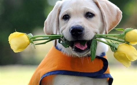 A Dog With Flowers Cute Animals Puppies Labrador Puppy