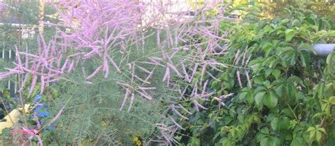Tamarisk, summer glow (tamarix ramosissima 'summer glow') height: Tamarix, Five-Stamen Tamarix, Saltcedar, Salt Cedar ...